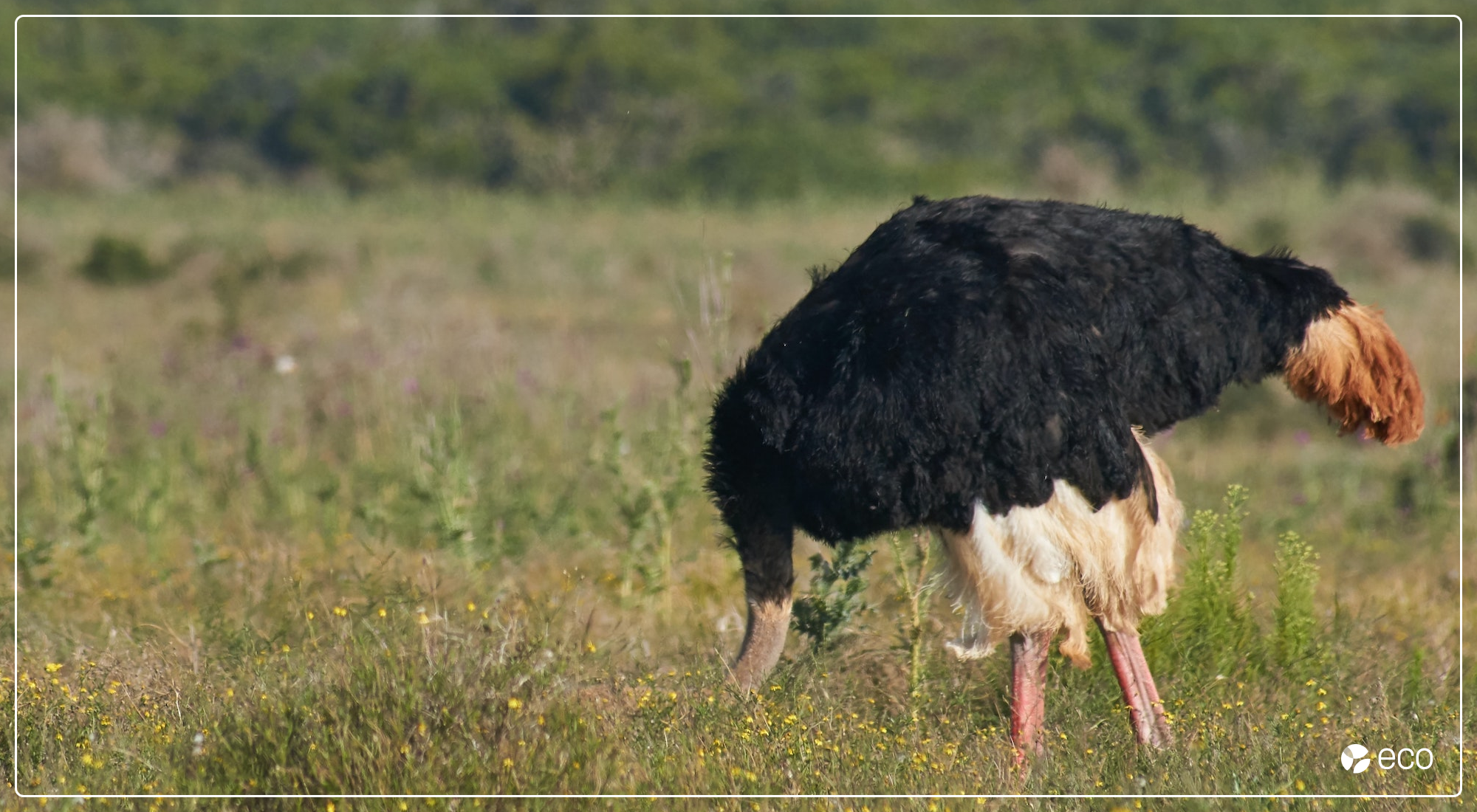 Ostrich sticking its head in the ground